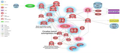Circadian Genes as Exploratory Biomarkers in DMD: Results From Both the mdx Mouse Model and Patients